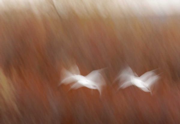 New Mexico Abstract of snow geese in flight